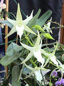 President s Message The Science of Christmas Orchids, ~~~ Angraecum sesquipedale, also known as Darwin's orchid, Christmas orchid, Star of Bethlehem orchid, and King of the Angraecums, is an