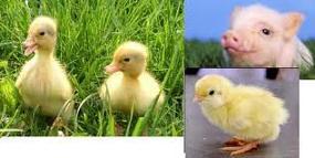 Sunday Giving: $40 chicks (four) 90 pigs (three) 20 duck (one) 6 given to where
