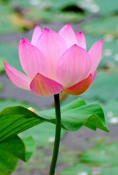 The Lotus is one of the most beautiful flowers ever, which symbolizes purity, serenity, wealth and is held sacred by Hindus and Buddhists so much that even a Guru's feet are termed as the Lotus feet.
