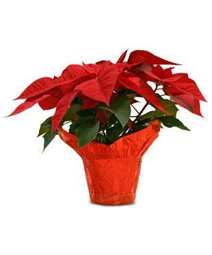 CHRISTMAS POINSETTIAS You can place a dedicated poinsettia plant in the church for our Christmas Eve worship service by filling out the form below.