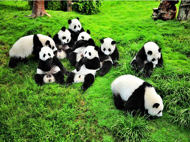Land of Abundance---Chengdu (1143 kilometers away from Wuhan) *Research Base of Giant Panda Founded by the