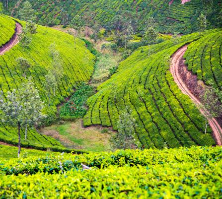 Tea plantation Optional Extension We ll stay in Sri Lanka to further exlore Yala National Park and Galle.