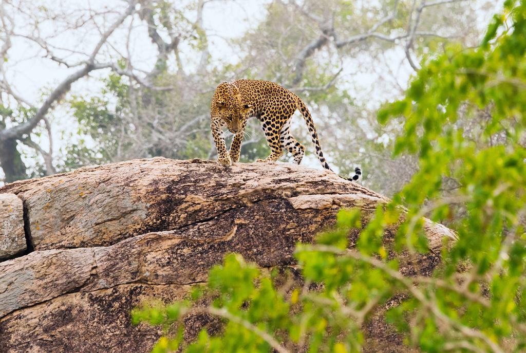 As a world-renowned wildlife photographer recently said If God created somewhere for Leopards, it had to be Yala. We ll discover a variety of habitats through our open-jeep safaris.
