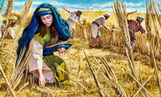Synopsis of the Book of Ruth In biblical times when barley or wheat fields were ready for harvest, reapers were hired to cut down the large stocks of grain and tie them into bundles.