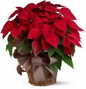 Poinsettia Form LIVING For mercy, life, health, peace, protection, and salvation of souls of the servants of God Plants Order DEPARTED For eternal memory and blessed repose of the the servants of God