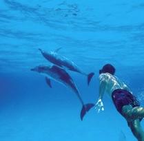 Sacred Dolphin Retreat Swim, Play, Communicate, Heal and Awaken with the Wild Dolphins in Bimini, The Bahamas Sacred Connection & Transformational Healing Retreat with Lori Ann Spagna Sunday, August