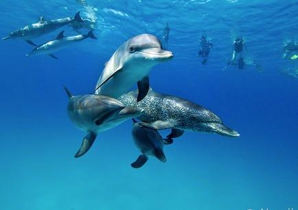 Our intention is to always honor and respect these animals in their home - the waters.