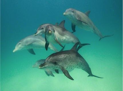 When It Comes to Communication Skills, Dolphins are Closer to Humans Than Any Other Species Meet The Dolphins And if you are able to free dive down towards the sea floor, you may just find yourself