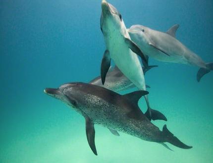 We swim with both the Atlantic Spotted Dolphin (Stenella frontalis) and the Bottlenose Dolphin (Tursiops truncatus).