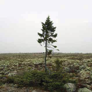 THE OLDEST LIVING TREE This not very tall spruce tree (it s only five metres in height) has been standing on a ridge of the Fulufjlallet mountain in Sweden for more than nine thousand years.