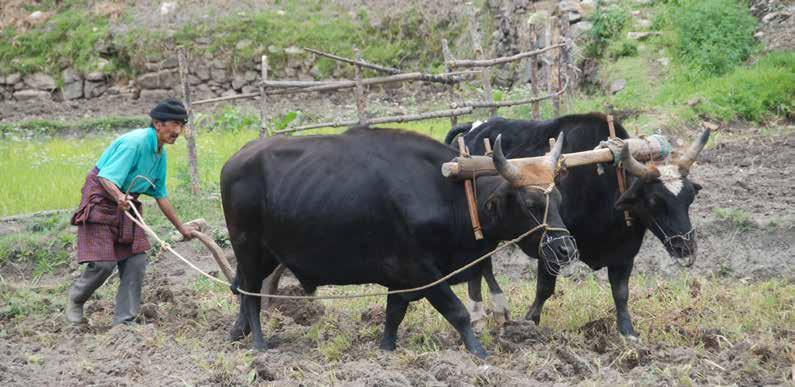 Almost 80% of the Bhutanese populace depends on agriculture and livestock.