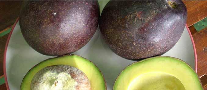 Avoid animal and butter fat this season, and instead indulge in the goodness of natural fat from avocados.