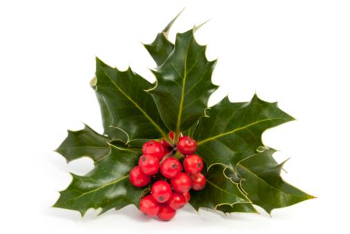 ORNAMENTS 6(B): HOLLY Holly is an extremely hardy shrub that can withstand temperatures from 110 degrees F to - 40 degrees F (43-4 degrees C).