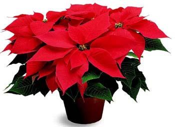 Orders for poinsettias Orders for poinsettias to be placed in the Sanctuary for the Christmas Service (Dec. 23, 2018) are being accepted by Frankye Warren, Pat Crudup (pacrudup@gmail.