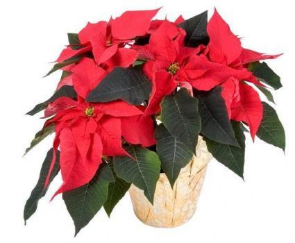 Christmas Flowers Would you like to sponsor Poinsettias for the Christmas decorations this year. Parishioners may pick up envelopes marked Christmas Flowers at the entrances of the Church.