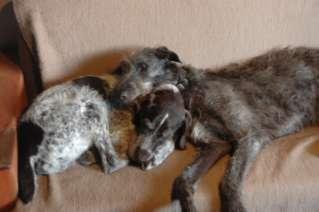 The right Sofa ofas are very important to Scottish Deerhounds. If you have read my other books you will know why. We sleep a lot, sofas are just perfect for that.