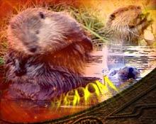 Wisdom: The Beaver uthe building of a community is entirely dependent on gifts given to each member by the creator and how these gifts are used.