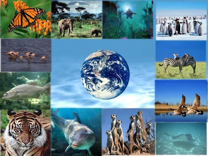 III. LOSS OF BIODIVERSTY «Species have value in themselves they give glory to God by their very existence 33 «Caring for ecosystems demands