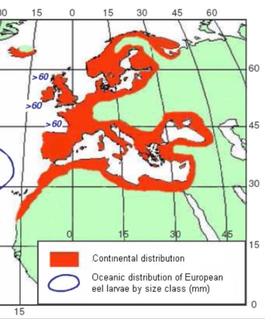 2016] American Eel Symposium: Session Four 103 Figure 12. European Eel Distribution. A little geography to start with. You have seen the range of your American eel and some of the other ones.