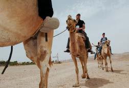 Drive south to meet another minority living in Israel the Bedouins of the desert.