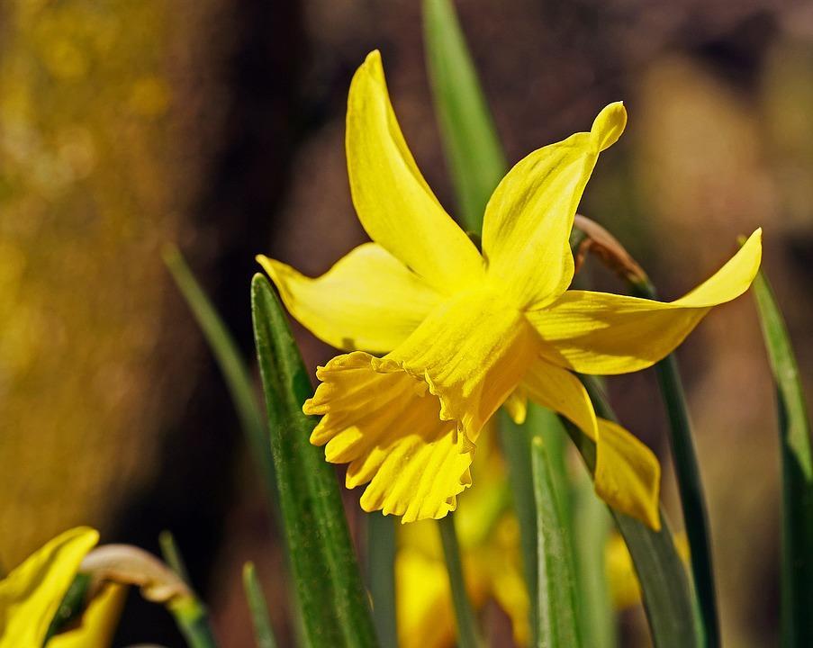 Canadian Cancer Society The Canadian Cancer Society is looking for Daffodil Campaign volunteers in April.