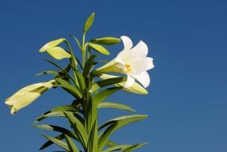 You are invited to purchase a traditional Easter Lily, ($15) to decorate our sanctuary for Easter.