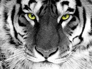 ANIMAL: Tiger The tiger is symbolic of the Lung organ network.