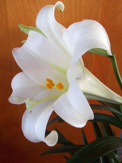 Easter Lilies Please use this form to order Easter lilies for the church. The lilies will be displayed in the sanctuary on Easter morning and can be taken home following worship at 10:30. Cost is $8.