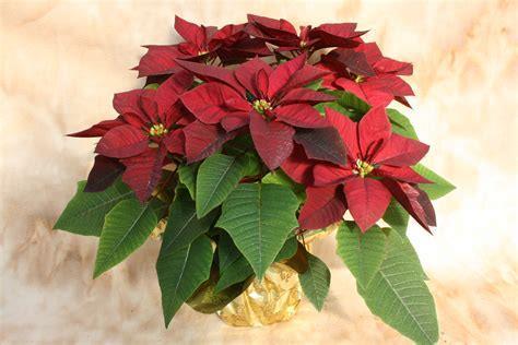 The cost will be $9.00 per poinsettia and you may take your plant home after the 8:00 p.m. service on Christmas Eve.