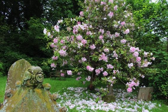 A beautiful bush in flower