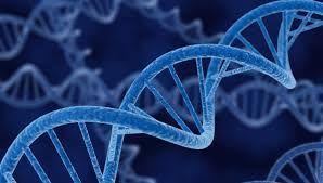 GENETIC UNITY The Human Genome Project produced the first, fully catalogued piece of human DNA (U.S. Government, 2015).