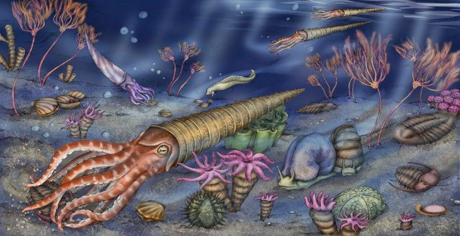 CAMBRIAN EXPLOSION The cambrian explosion was a rapid diversification in animal species over the course of 20 million years.