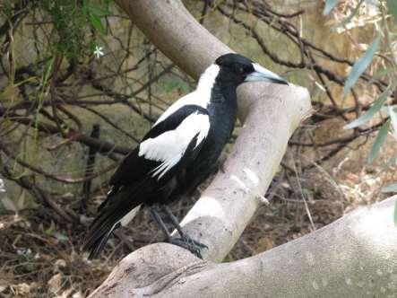 The parents noticed me on the branch and I heard them say, There s that terrible magpie! Magpies are terrible. Then Wendy looked up at me and through her tears of joy she smiled.