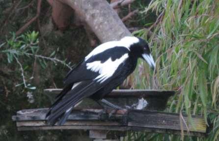 11. Magpie and Wheatie Magpie was eating and when he had finished, he sat for along time very still, thinking.