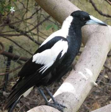 I m scared that one day I might get hurt. I m so scared, said Wheatie. You don t need to worry, said magpie. If you get a cut, it will heal especially if you keep it clean and don t have an infection.