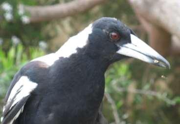 Just then magpie leaned down closer to Wheatie and in a moment picked Wheatie up in his beak and swallowed.