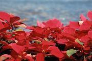 Poinsettia Order Form Deadline: Tuesday, Dec. 5 With Christmas on the way, it s time to think about decorating our sanctuary with red, white, and pink poinsettias! This year s price for a 6.