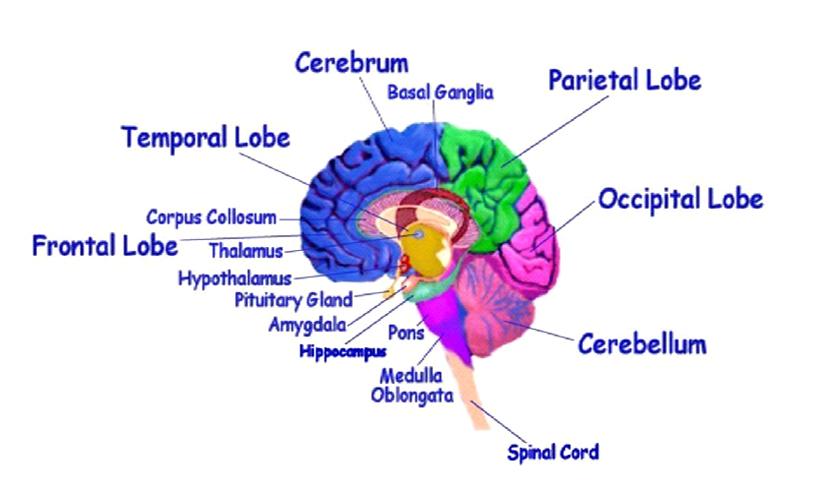 Brain Keywords: brain, cerebrum, temporal lobe, parietal lobe, frontal lobe, hippocampus, cerebellum, spinal cord, pituitary gland, corpus collosum,