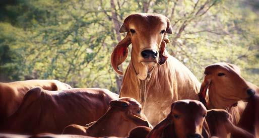 Veda Agama Shool Goshala Goshala, the cow shelter that breeds and protects