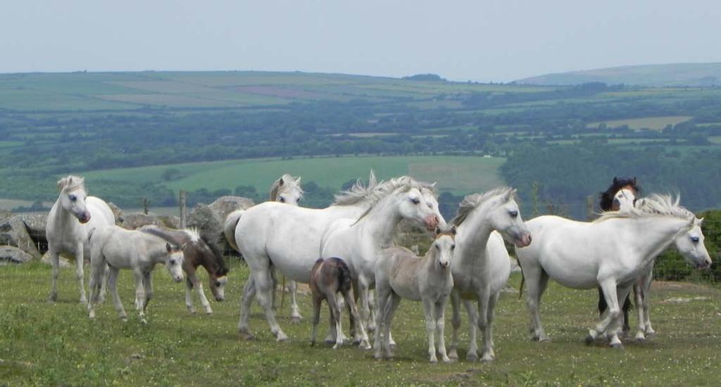 Monday, June 28, 2010 Rhiannon s White Horses, near Ty