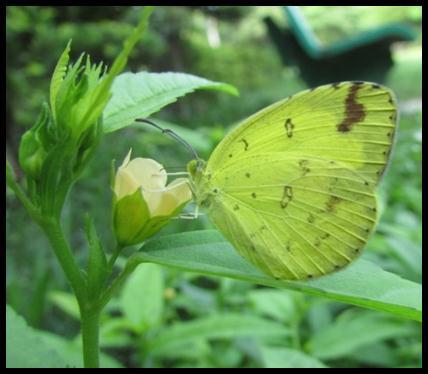 1) Lime Butterfly, Linnaeus, 1758 Family - Papilionidae Genus - Papilio Species - demoleus Lime Butterfly Maharashtra, West Bengal, Kerala, Karnataka, Odisha, Nagaland, Telangana, Andhra Pradesh,