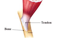 Updhatu tendons, blood