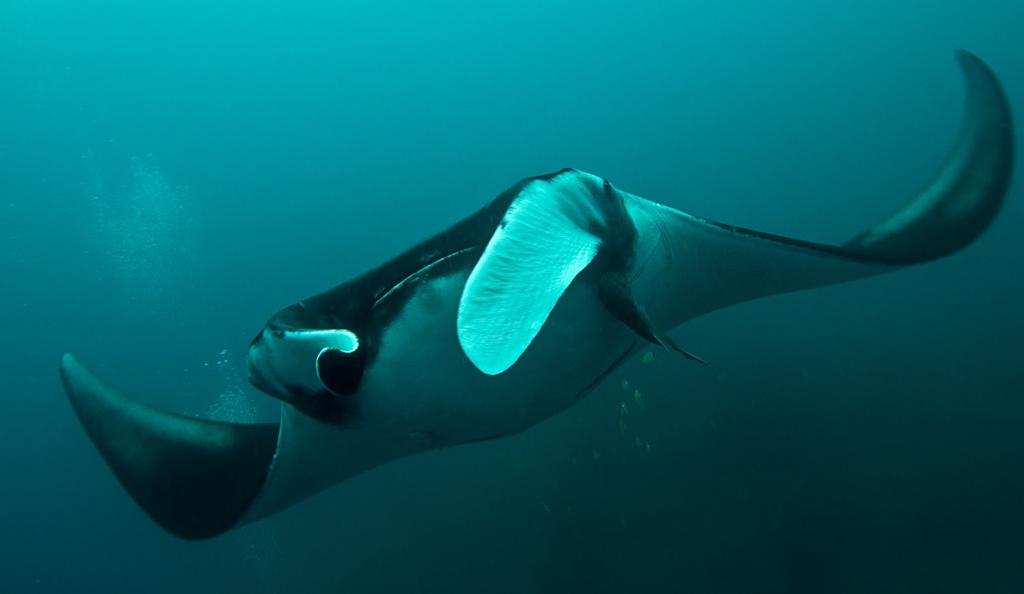 Giant of Equador Diver takes a photograph for manta identification Text and images by Mark Harding There is a recently developed term making its way into common use amongst the wider dive community,