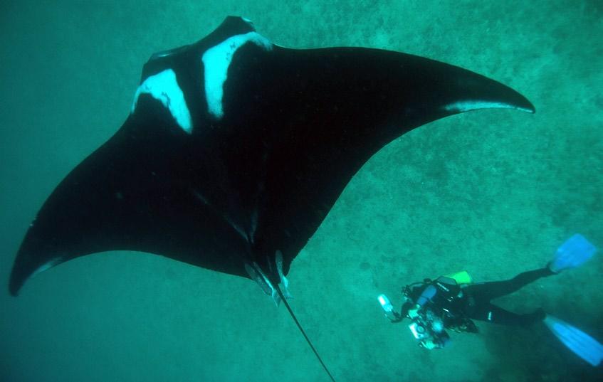 Their migration seems to also coincide with the arrival of the Wahoo fishery, and the high speed trolling method that is used by the artisanal fishermen leave many mantas with deep wounds, gouging by