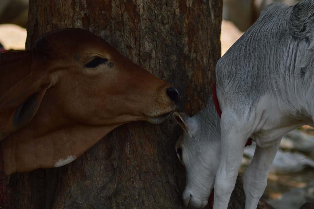 Panchami playing with a new born calf Poornima Nair cuddling her adopted calf Panchami to