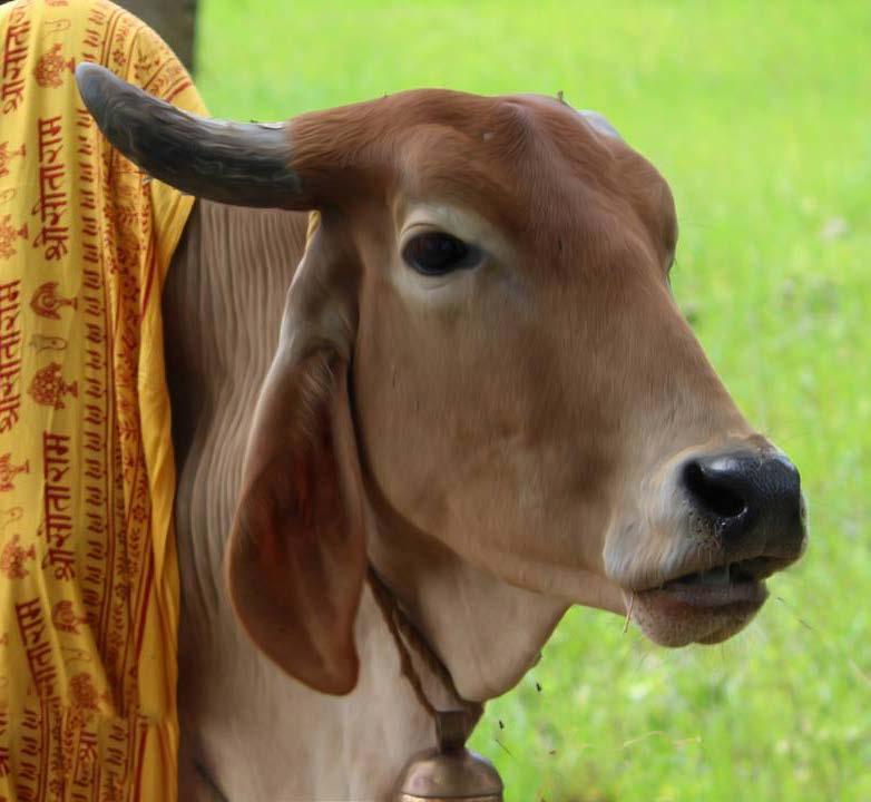 The cow was malnourished and weak when she reached our shelter.