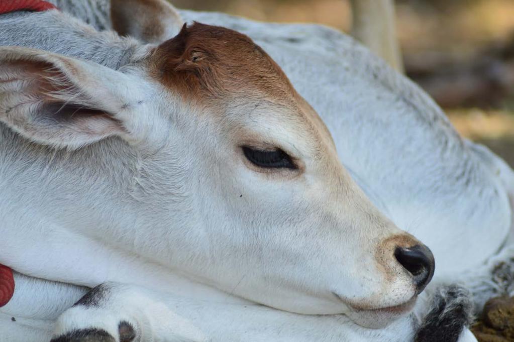 A new calf born at DV Sudhama Nallama adopted by Subhash Nambiar was rescued by us from a slaughter house near Madurai. She was rescued minutes before slaughter.