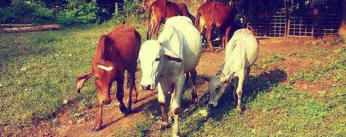 Our cows are ever grateful to Aarati Prasanna Abhijit Shrikrishn Anagha Krishnamoorthy Anugna Nalluri Archana Nair Ashwin Ashwin Mohan Ashwin Satish Menon Balaji K Ramanujam Balaji Srinivasan Bhooma