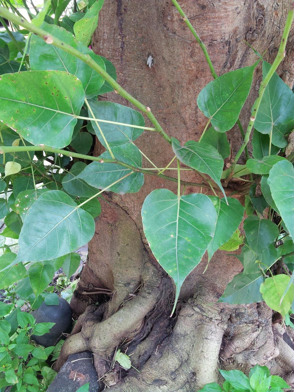 Synonyms for अ थ ashvattha : 1. arasam 2. Ficus Religosa 3.