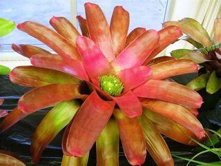 Bromeliad Guild of Tampa Bay Newsletter President s Message I!m hoping all of you and your plants survived the Global Cooling we have had this year. As I!